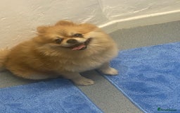Pomeranian dogs for stud: Reggie the pom - Image 2