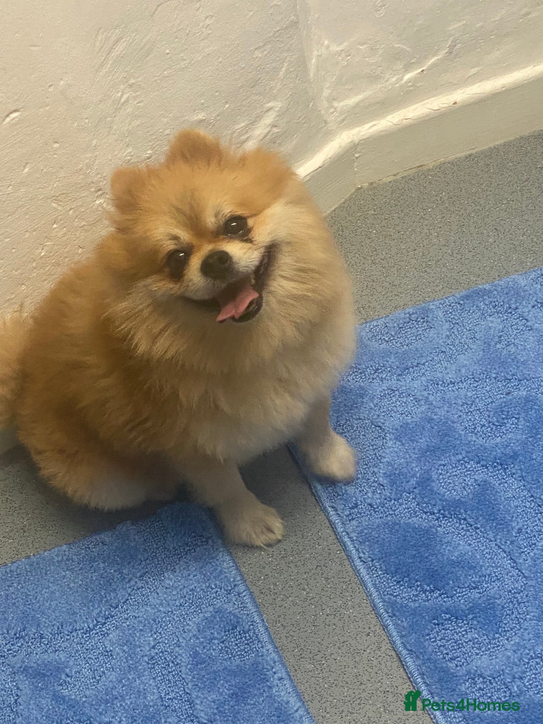 Pomeranian dogs for stud: Reggie the pom - Image 2