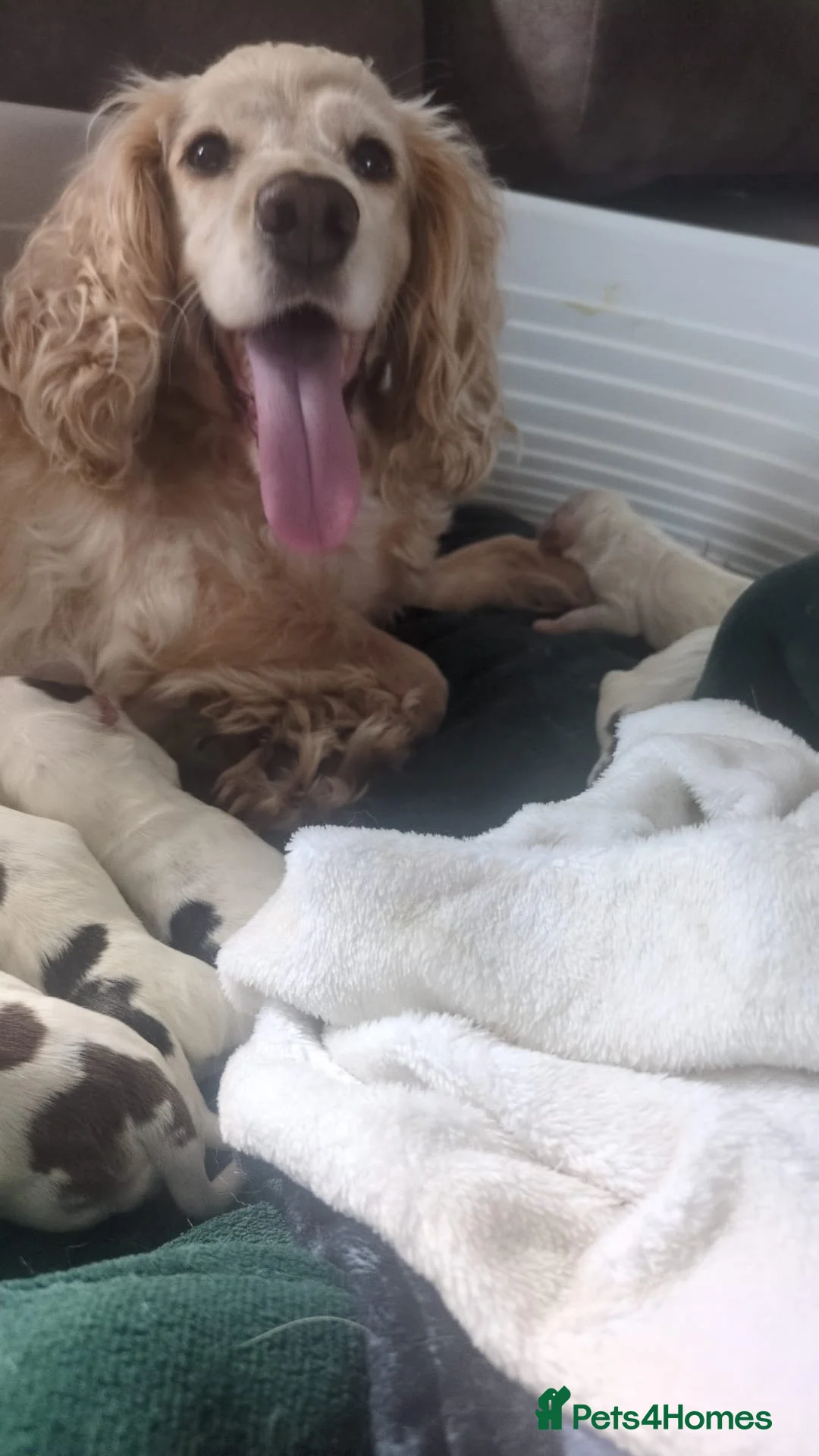 Cocker Spaniel dogs for sale: Kc registered show cocker spaniels in Keighley - Advert 8