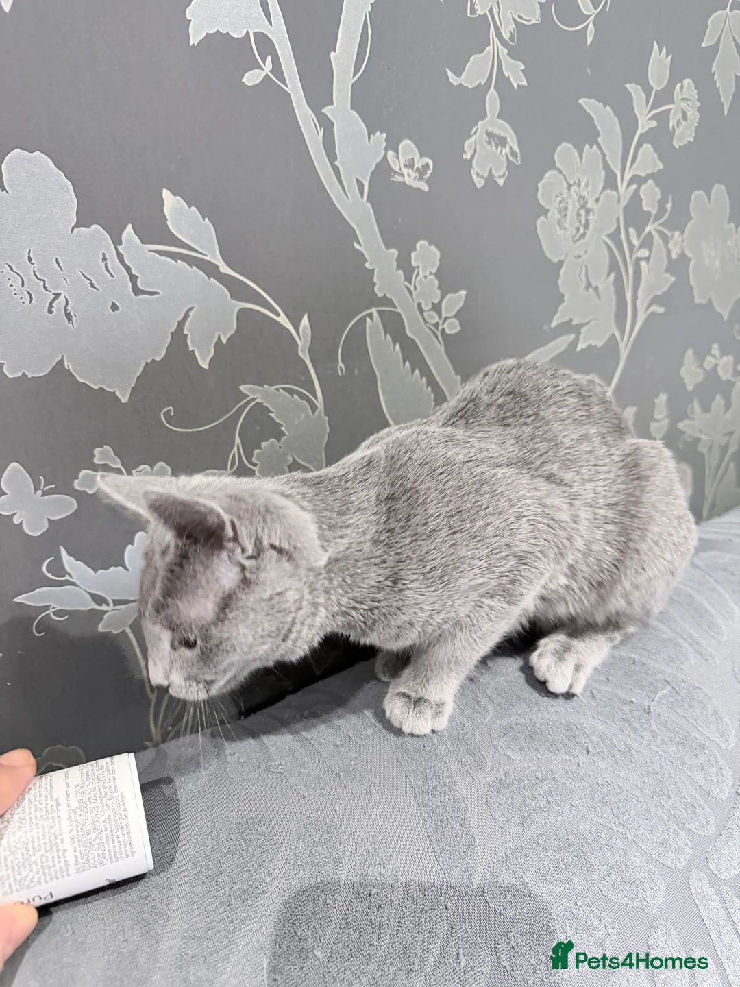 Russian Blue cats for sale: Adorable Russian blue kitten champion bloodline - Advert 14