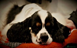 American Cocker Spaniel dogs for sale: American Cocker Spaniel Puppy - Advert 3