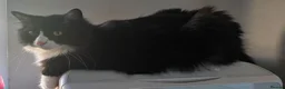 Mixed Breed cats for sale: Black and white long haired domestic - Advert 4