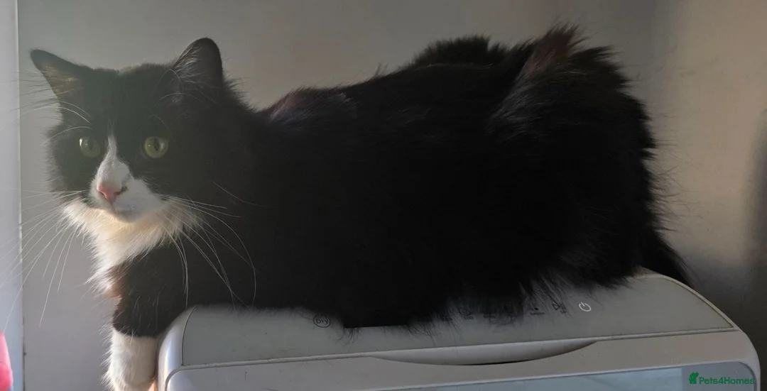 Mixed Breed cats for sale: Black and white long haired domestic - Advert 4