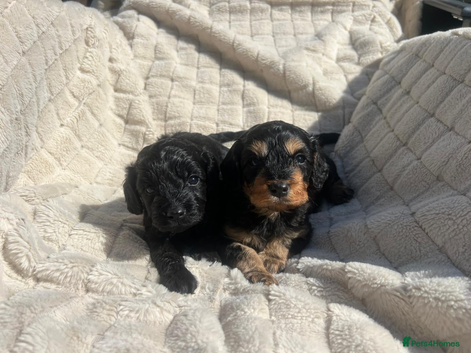 Cavapoo dogs Adorable Cavapoo Puppies - Advert 2
