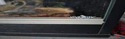 Python Snake reptiles for sale: Blue eyed lucistic royal python and vivarium  - Advert 5