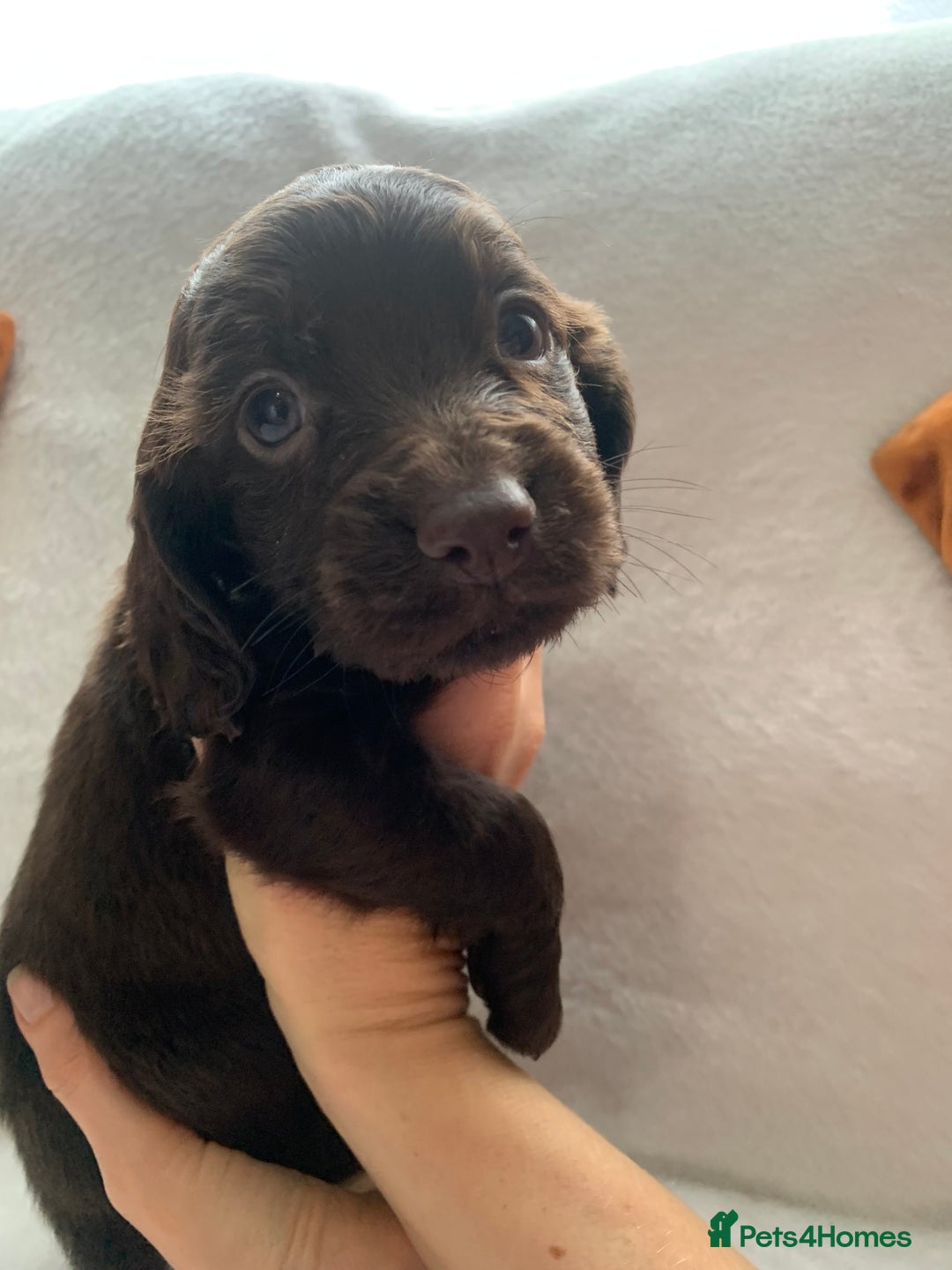 Cocker Spaniel dogs for sale: PURE CHOCOLATE WORKING COCKER SPANIELS  - Advert 20