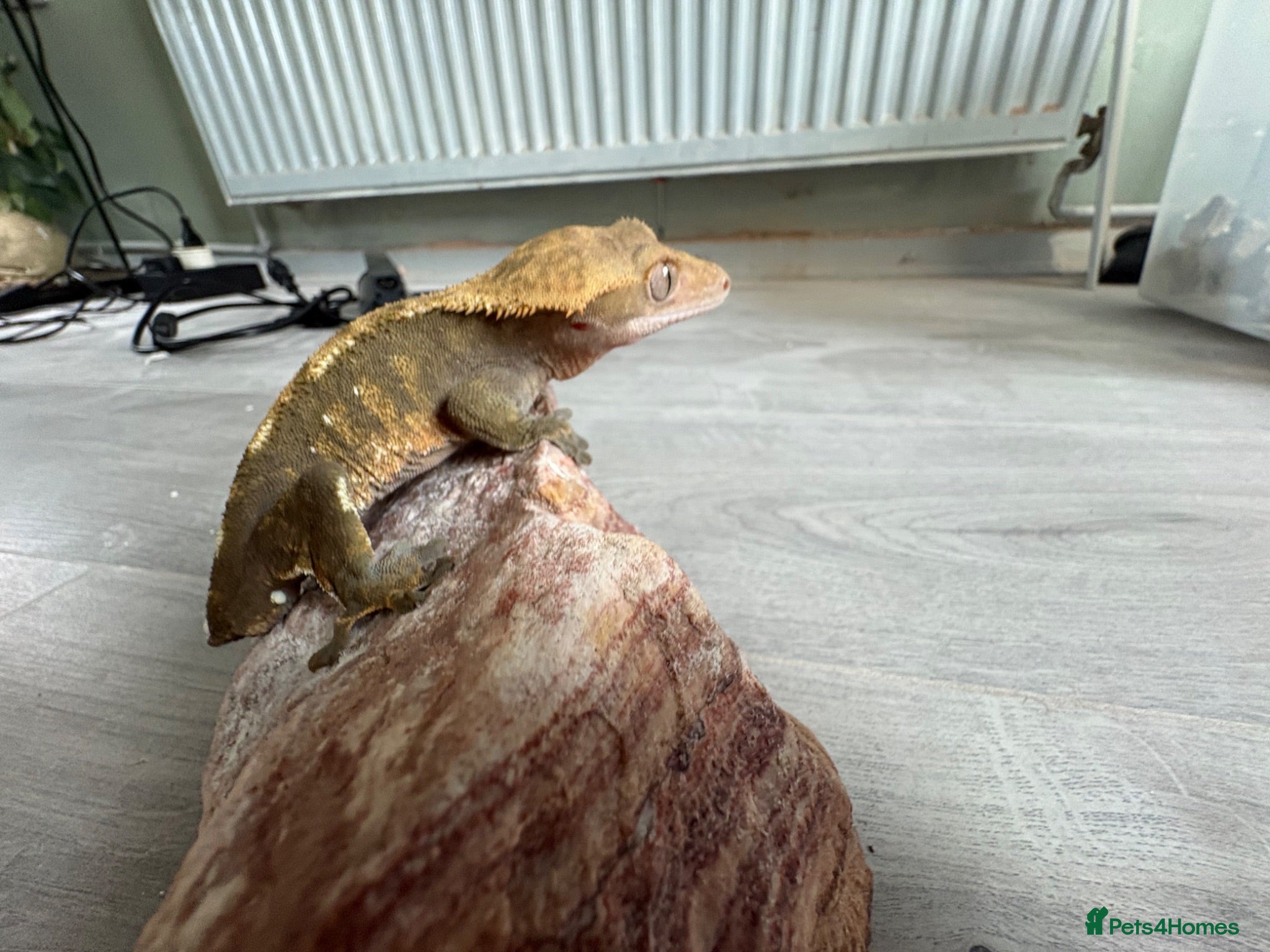 Gecko reptiles Crested geckos  - Advert 1