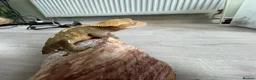 Gecko reptiles for sale: Crested geckos  - Advert 1