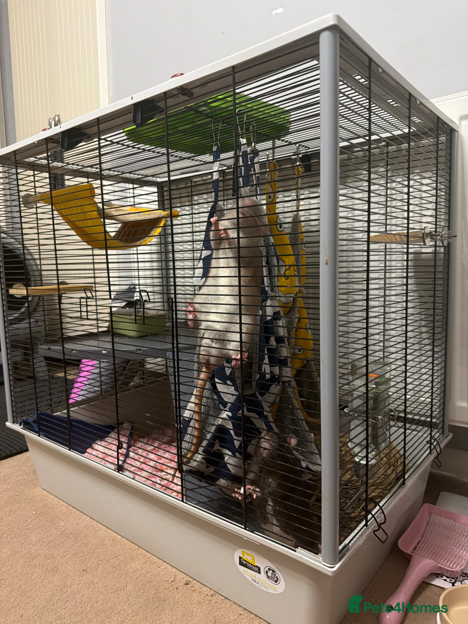 Rat rodents 2 male rats for sale  - Advert 12