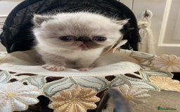 Exotic cats for sale: Outstanding exotic kittens  - Image 2