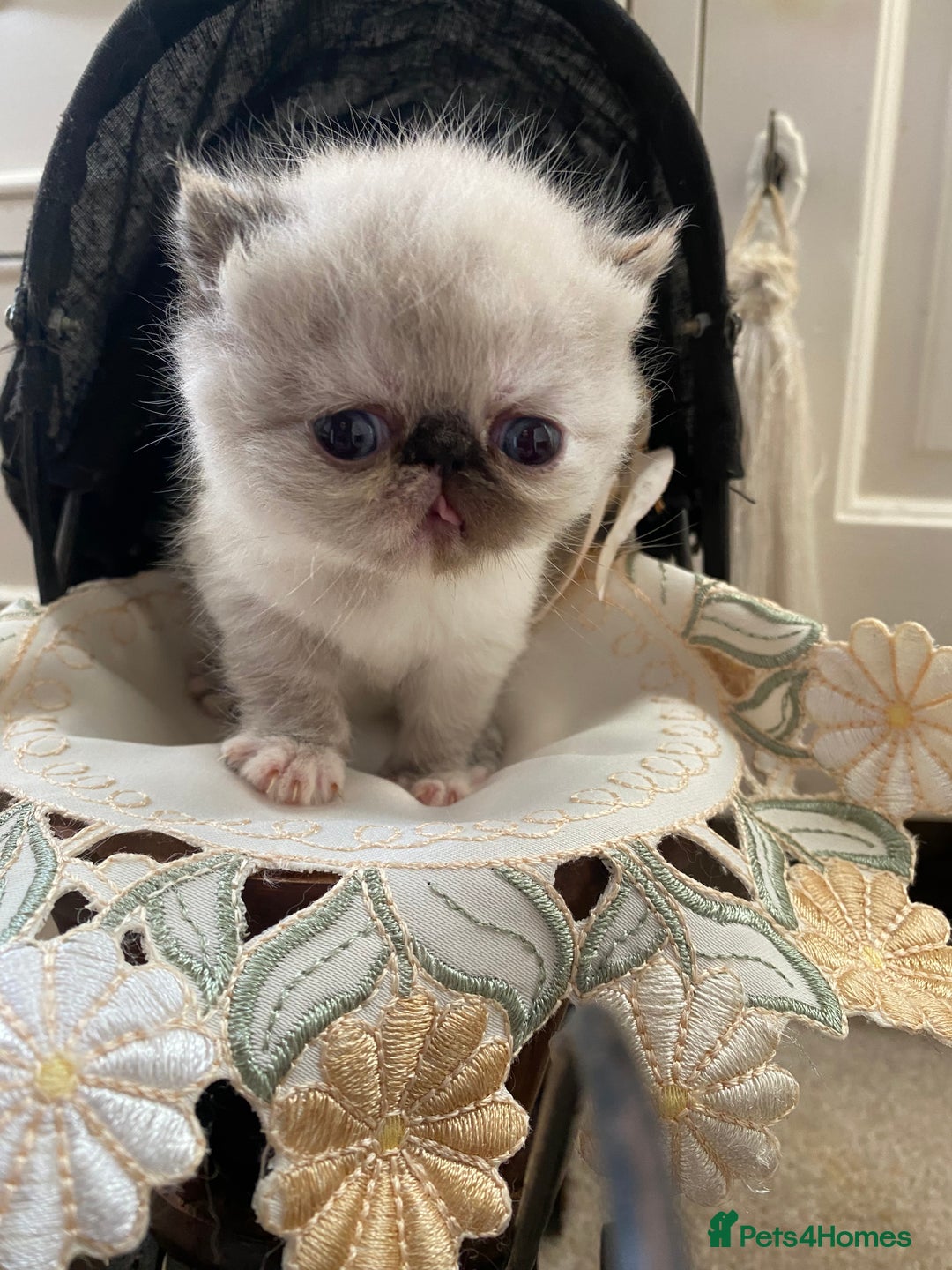 Exotic cats for sale: Outstanding exotic kittens  - Image 2