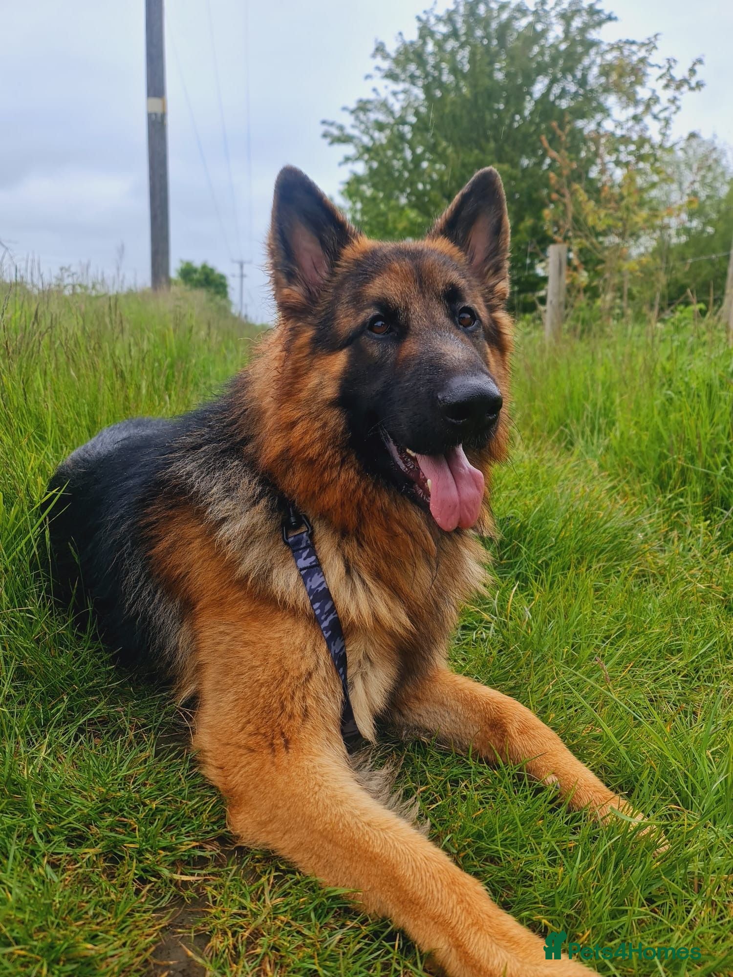 German Shepherd dogs Stunning 2.5yo Showline German Shepherd Stud - Advert 1