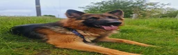 German Shepherd dogs for stud: Stunning 2.5yo Showline German Shepherd Stud in Leeds - Advert 1