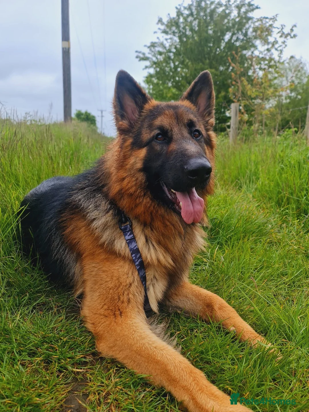 German Shepherd dogs for stud: Stunning 2.5yo Showline German Shepherd Stud in Leeds - Advert 1