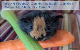 Guinea Pig rodents for sale: Teddy (& teddy satin carrier) guinea pigs for sale - Image 9