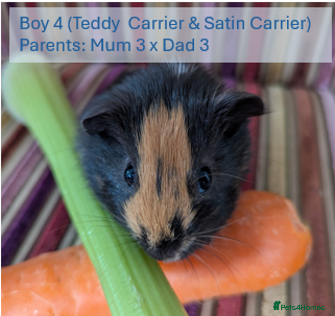 Guinea Pig rodents for sale: Teddy (& teddy satin carrier) guinea pigs for sale - Image 9