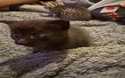 Mixed Breed cats for sale: Two black kittens ready to go now  - Image 7