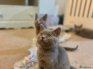 Russian Blue cats Gorgeous Russian blue/British Shorthair kittens - Advert 5