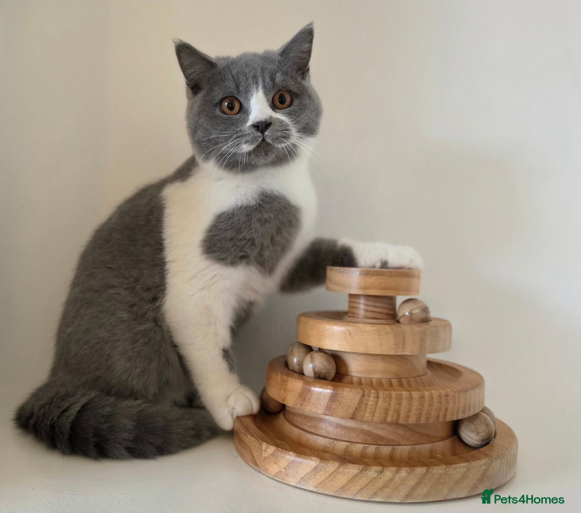 British Shorthair cats for sale: Adorable GCCF REG BSH - ready to leave - Advert 1