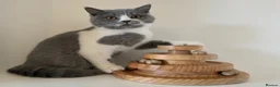 British Shorthair cats for sale: Adorable GCCF REG BSH - ready to leave - Advert 1