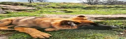 German Shepherd dogs for sale: Male German Shepherd - Reluctant Rehoming in Bristol - Advert 11