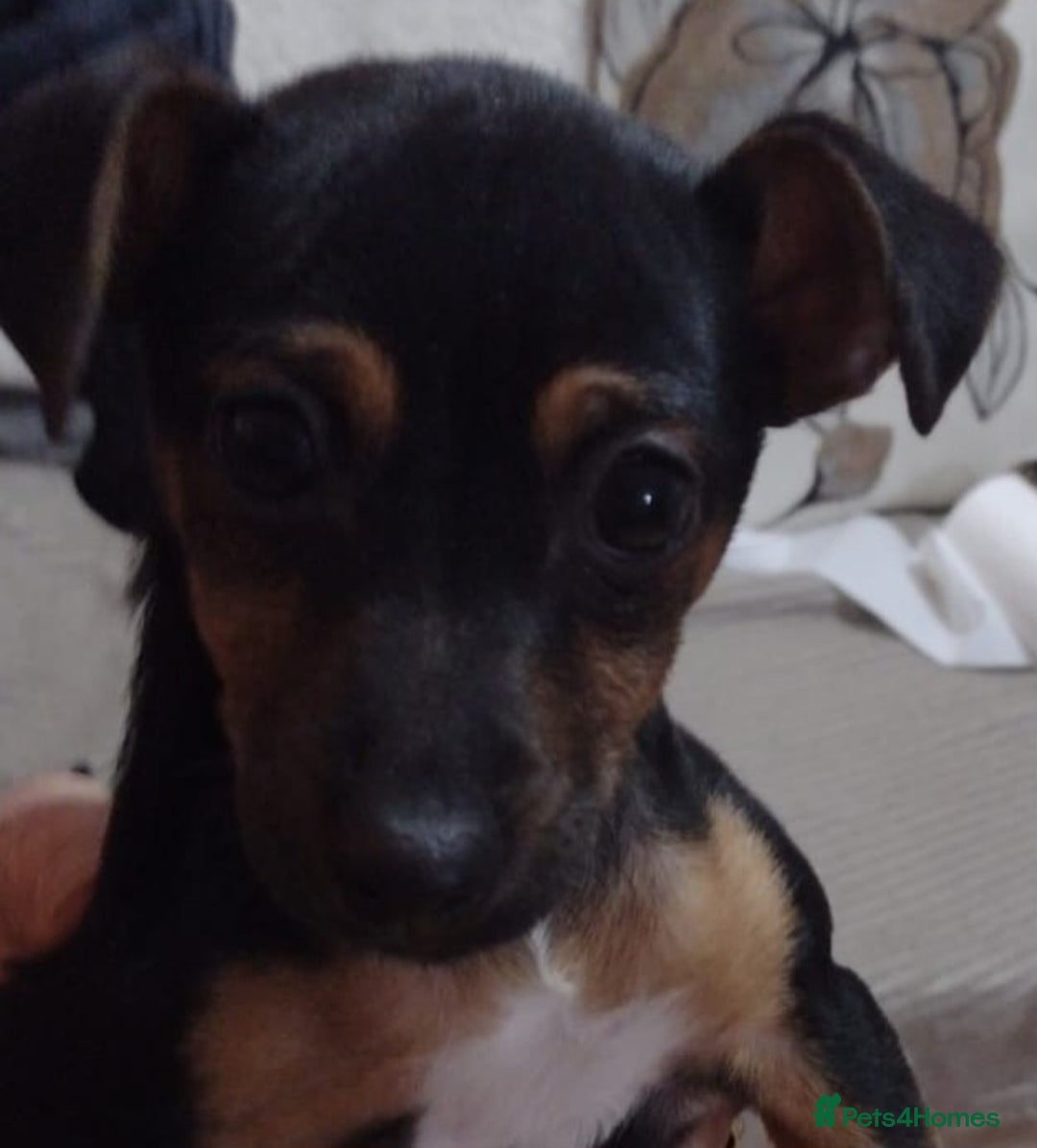 Jack Russell dogs for sale: Gorgeous Jack Russell girl puppy - Advert 2