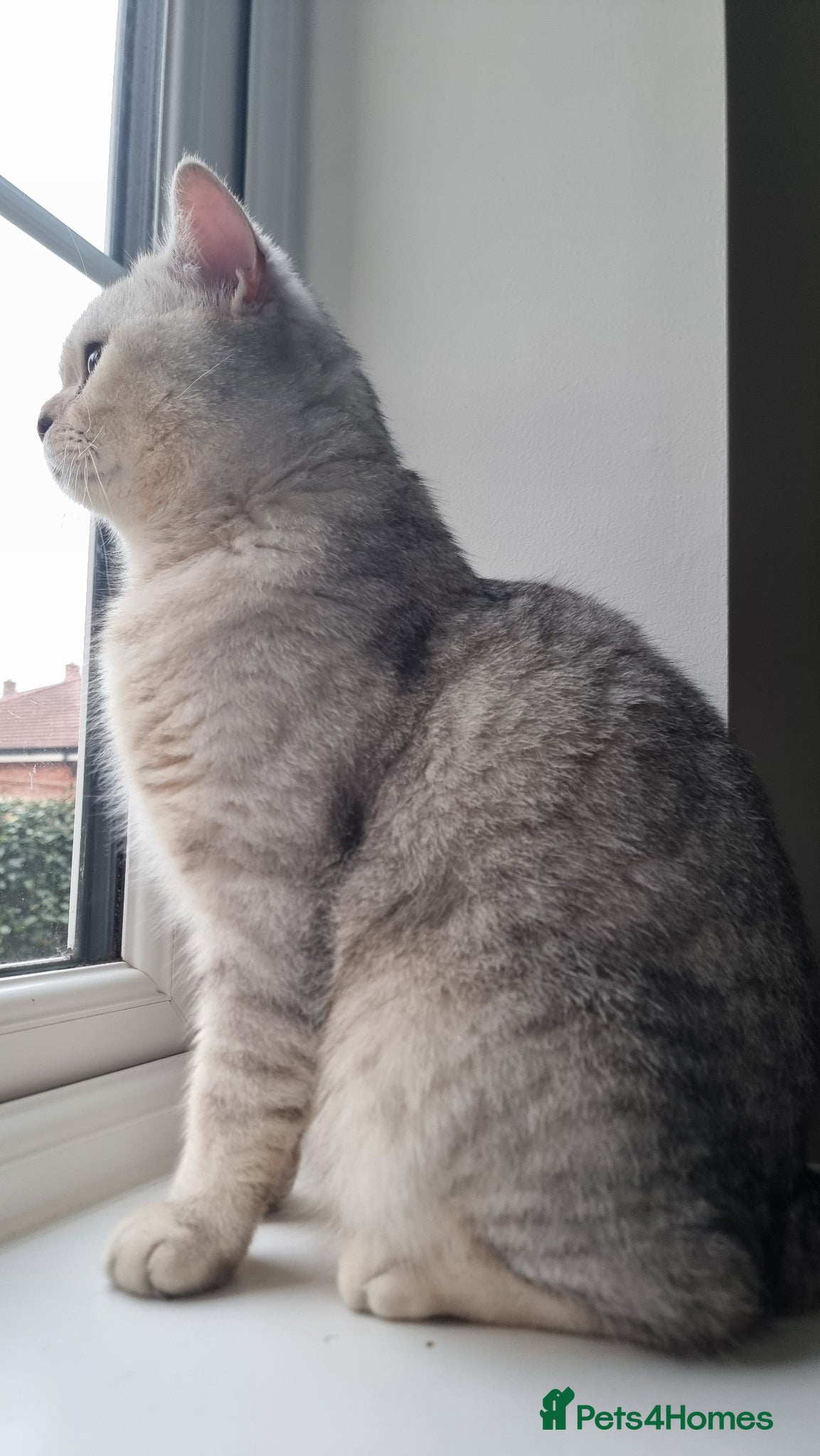 British Shorthair cats British Shorthair GCCF Stud DNA tested champion  - Advert 2