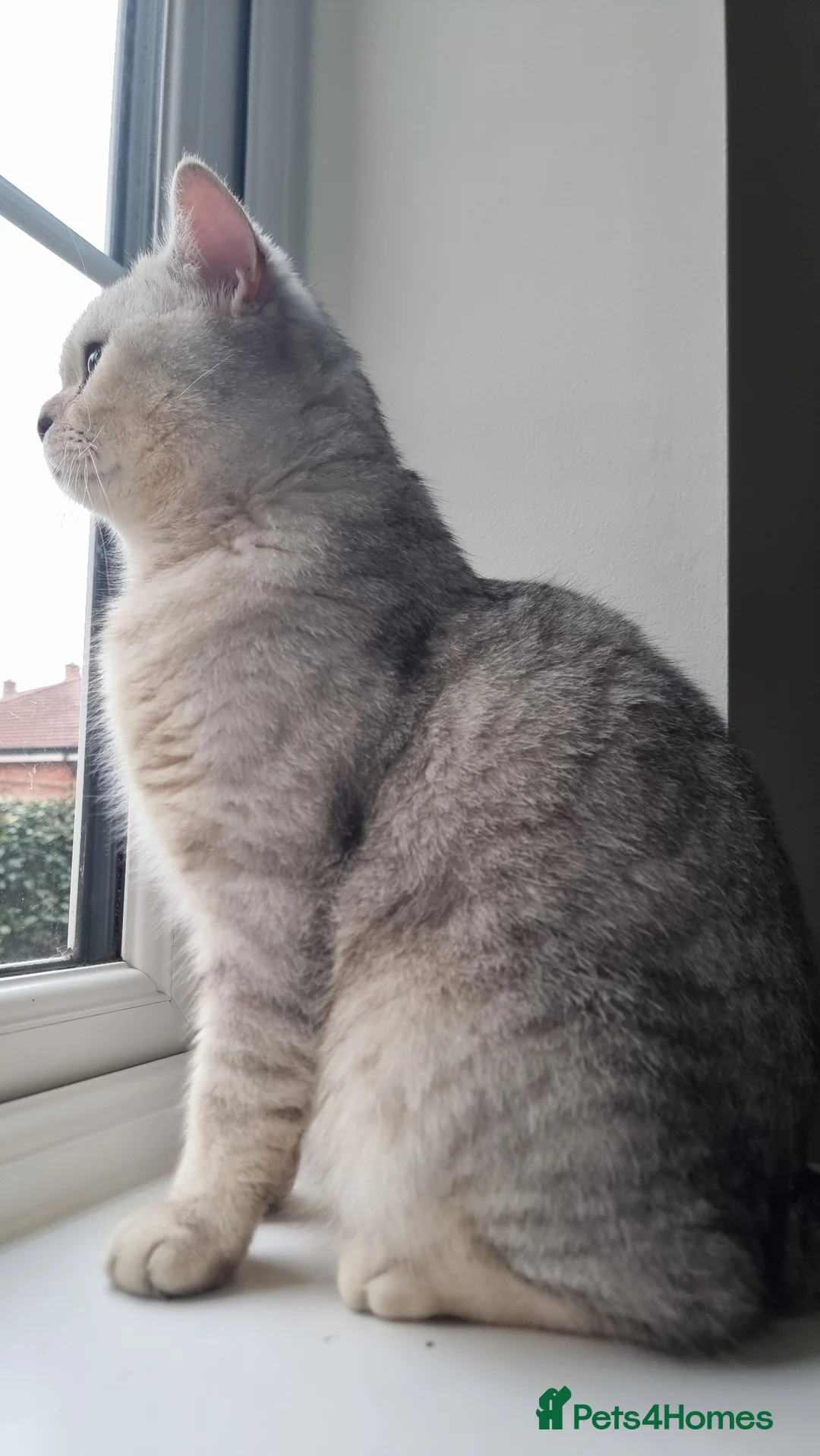 British Shorthair cats for sale: British Shorthair GCCF Stud DNA tested champion  - Advert 1