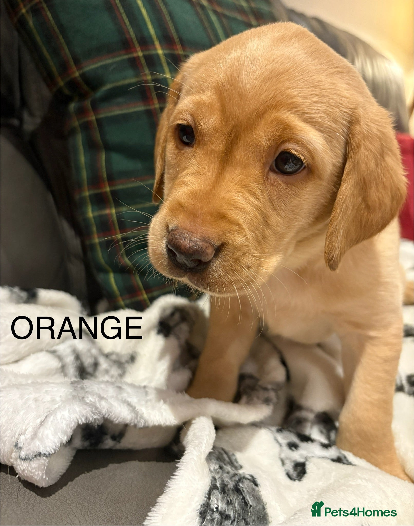 Labrador Retriever dogs KC Labrador puppies yellow / Red  - Advert 5