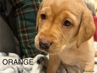 Labrador Retriever dogs KC Labrador puppies yellow / Red - Advert 2