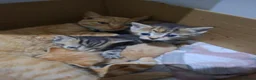 Mixed Breed cats for sale: 3 Kittens - Advert 8