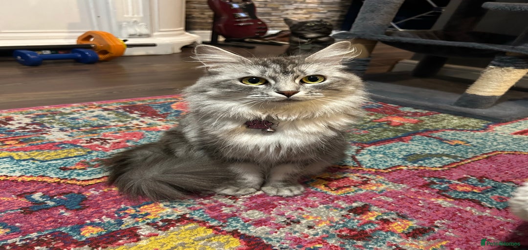 Gallery Image {{count}}