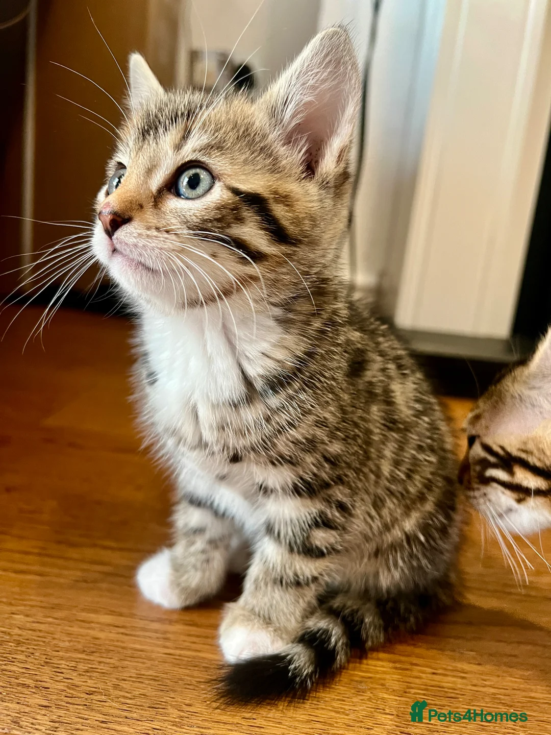 Bengal cats for sale: Bengal kitten  - Advert 20