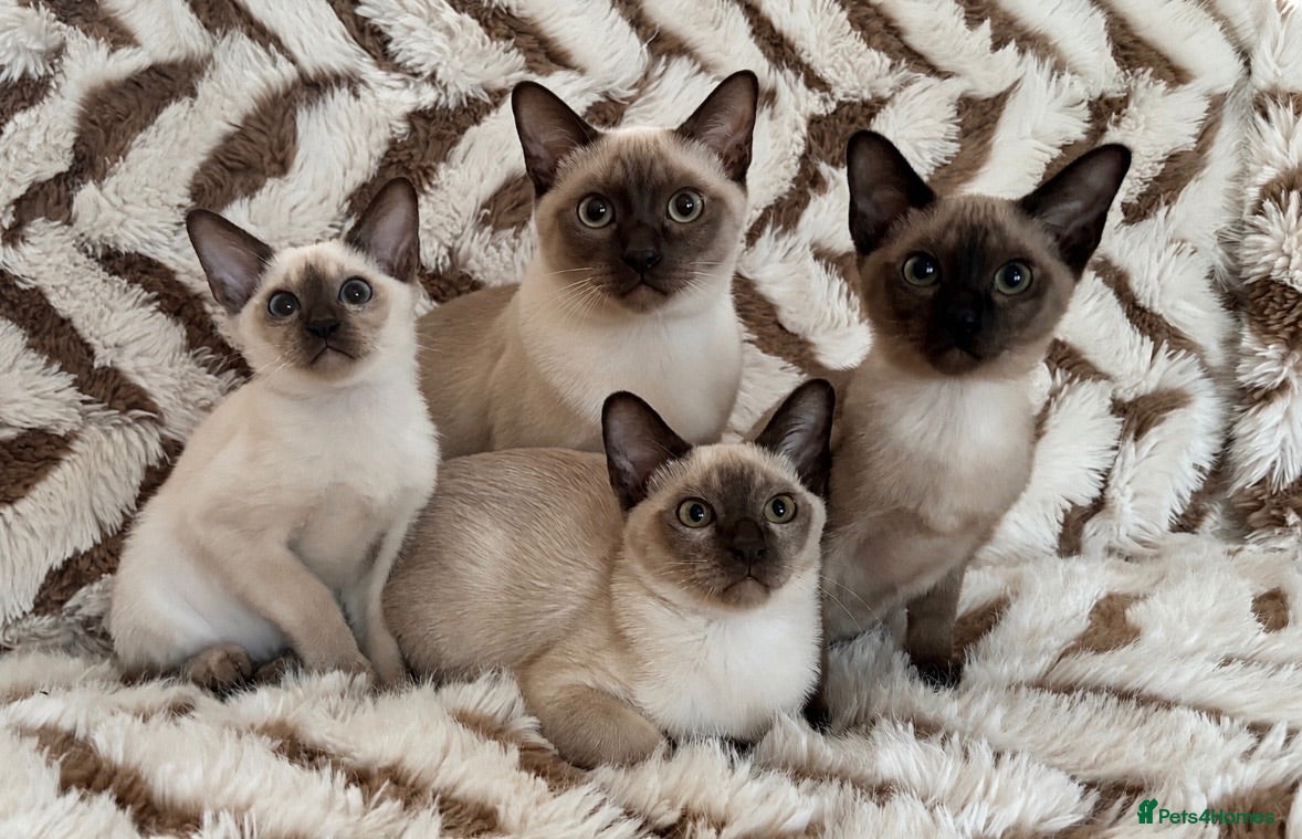 Tonkinese cats Exceptional pedigree Tonkinese - Advert 1