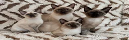 Tonkinese cats for sale: Exceptional pedigree Tonkinese - Advert 1