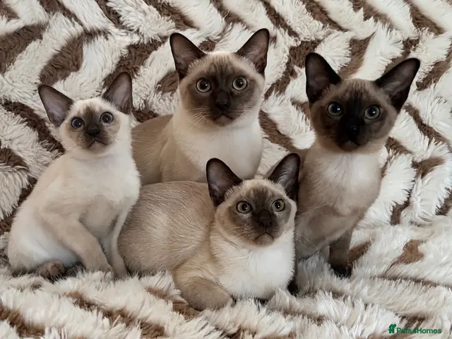 Tonkinese cats for sale: Exceptional pedigree Tonkinese - Advert 1