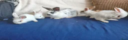 Mixed Breed rabbits for sale: CUTE FRIENDLY BUNNIES READY FOR FOREVER HOMES - Advert 17