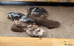 Miniature Dachshund dogs for sale: Beautiful miniature dachshund puppies - Image 7