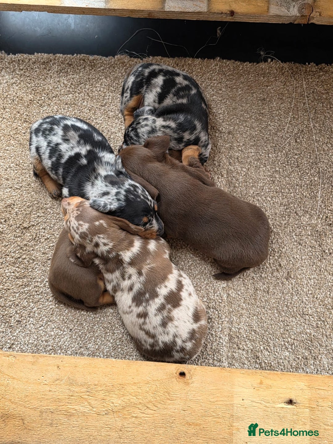 Miniature Dachshund dogs for sale: Beautiful miniature dachshund puppies - Image 7