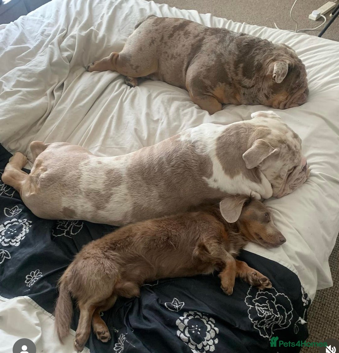 Miniature Dachshund dogs for stud: KC registered fully health tested stud  in Birmingham - Advert 4