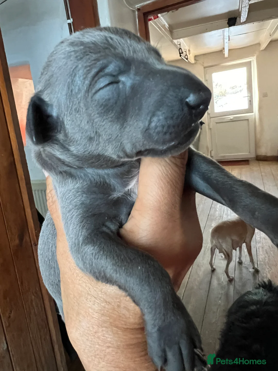 Italian Greyhound dogs for sale:     Italian Greyhound. Babies  - Advert 34