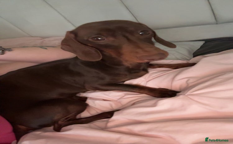 Miniature Dachshund dogs - Advert 1