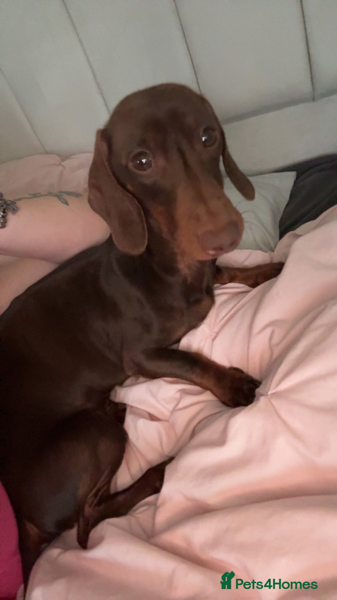 Miniature Dachshund dogs for sale: Rehome miniature dachshund  - Image 1