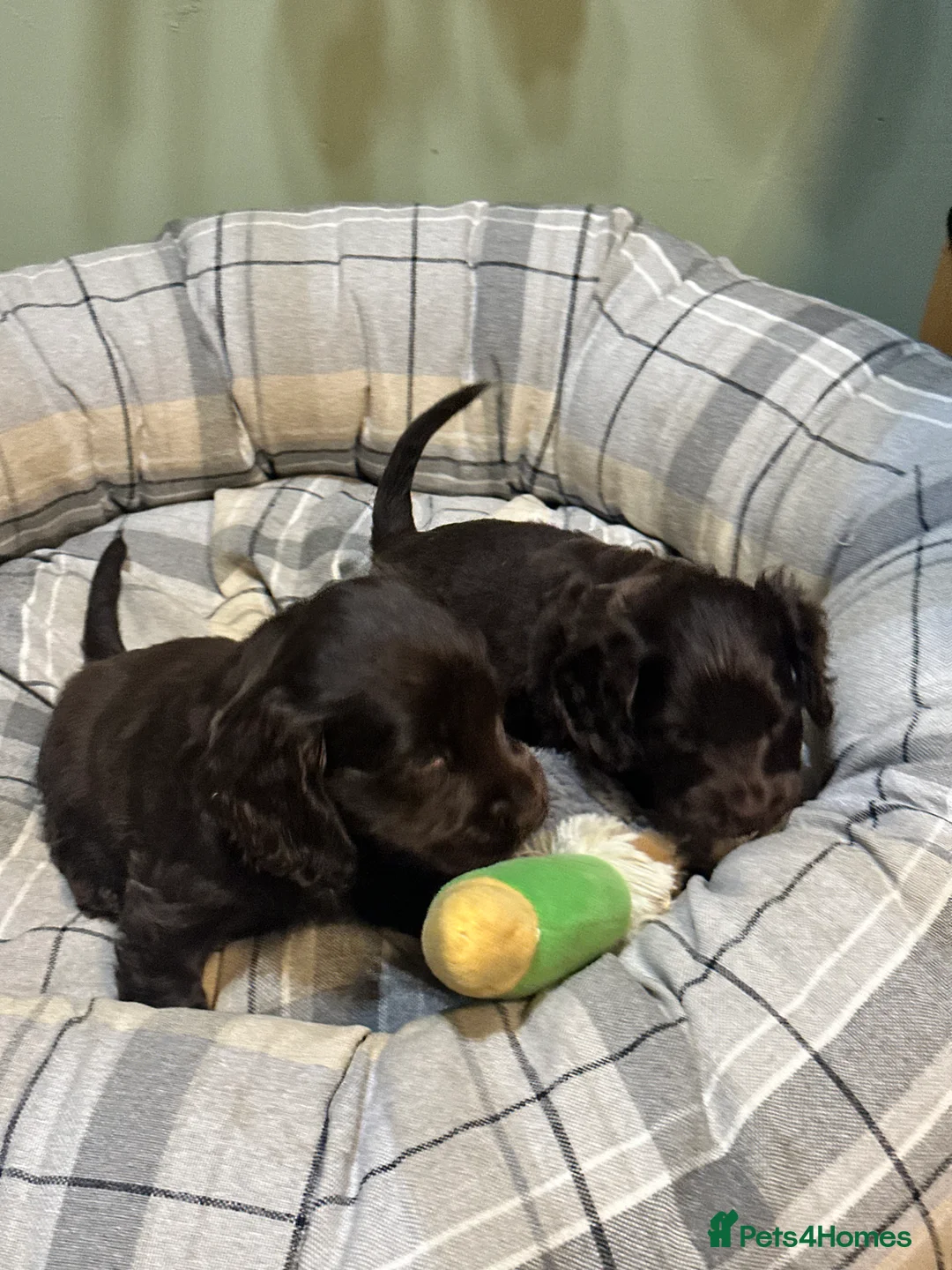 Cocker Spaniel dogs for sale: Beautiful show type chocolate and gold girls - Advert 9