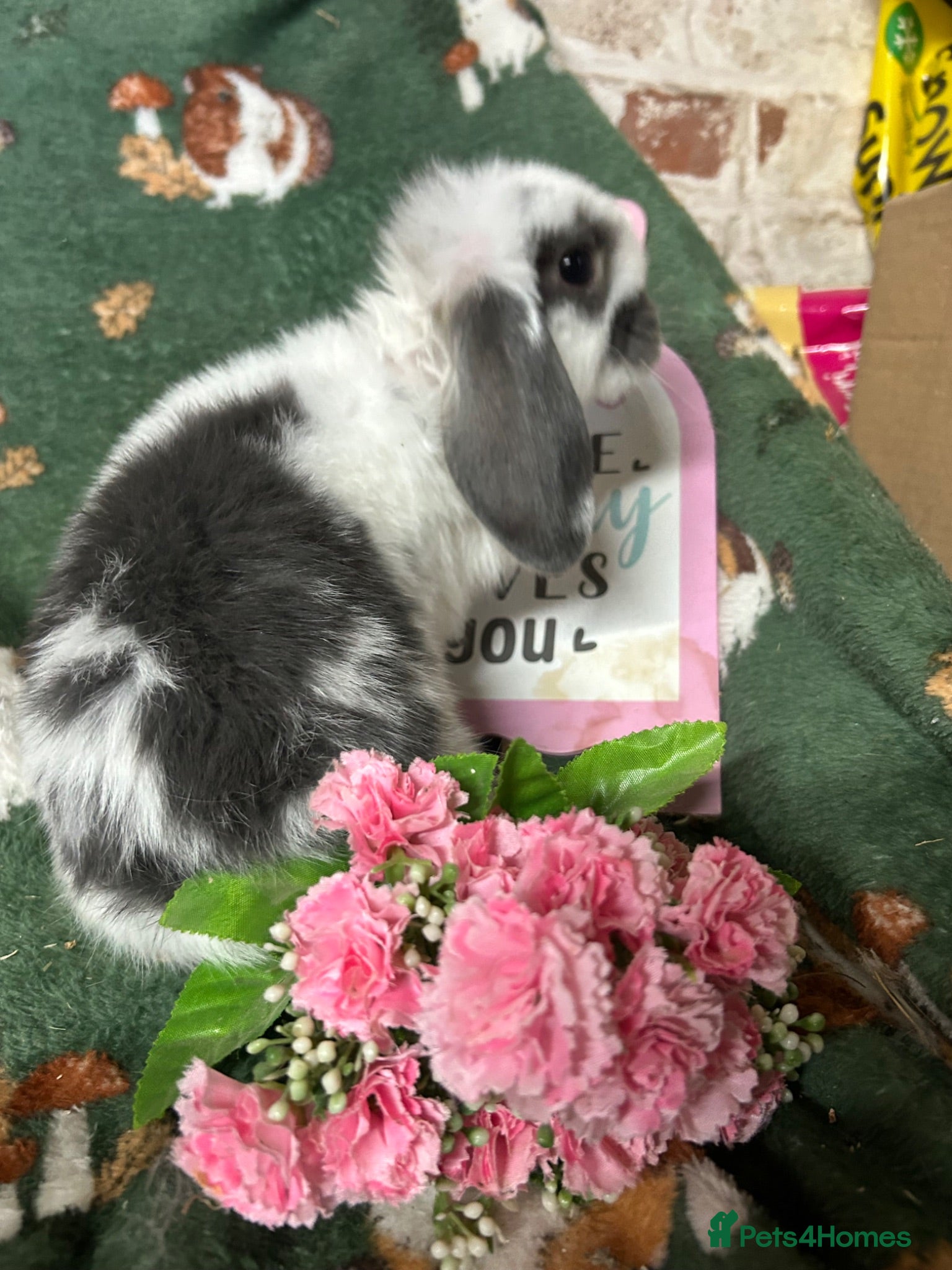 Mini Lop rabbits Beautiful Baby Mini Lops Ready now  - Advert 2