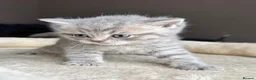 British Shorthair cats for sale: British shorthair kittens - Advert 7