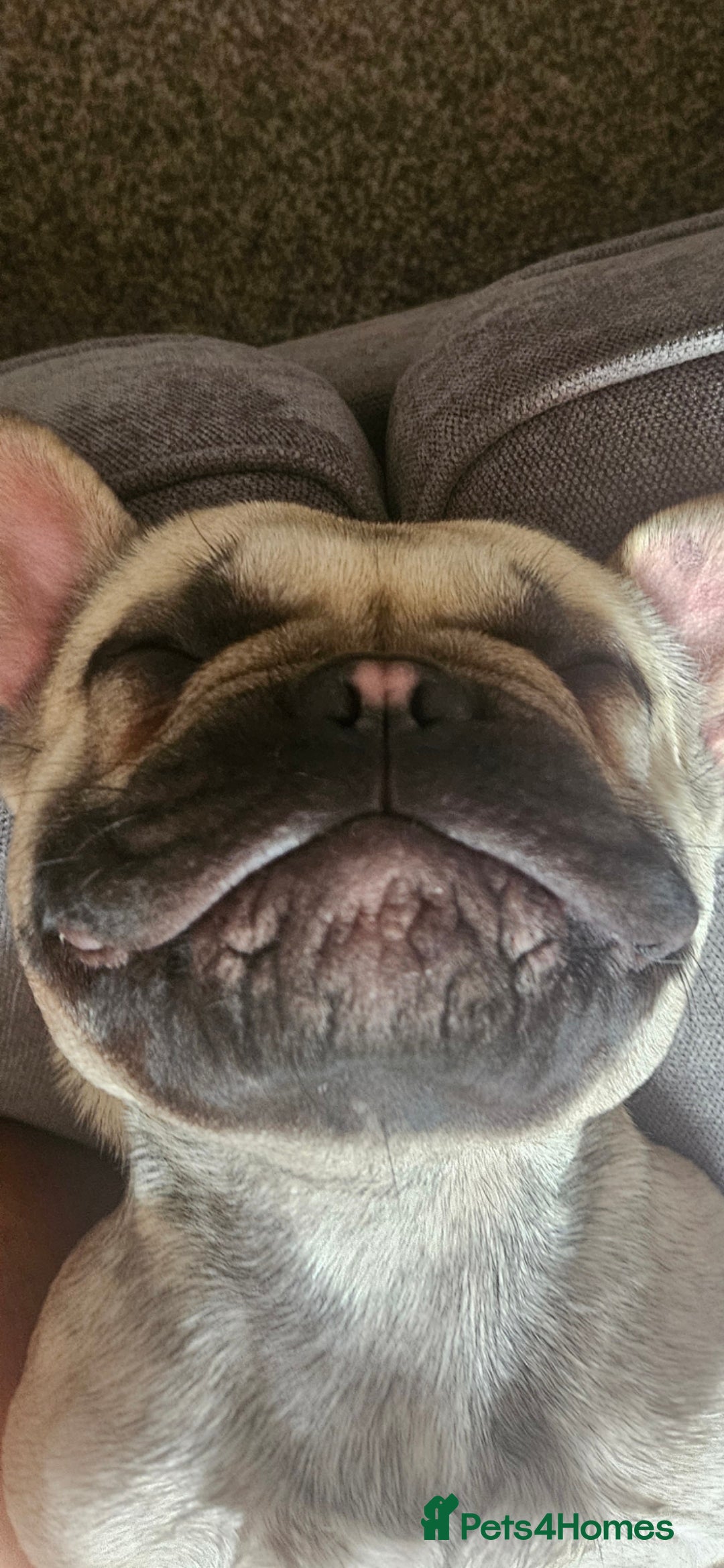 Mixed Breed dogs for sale: 15 month old French bulldog - Advert 2