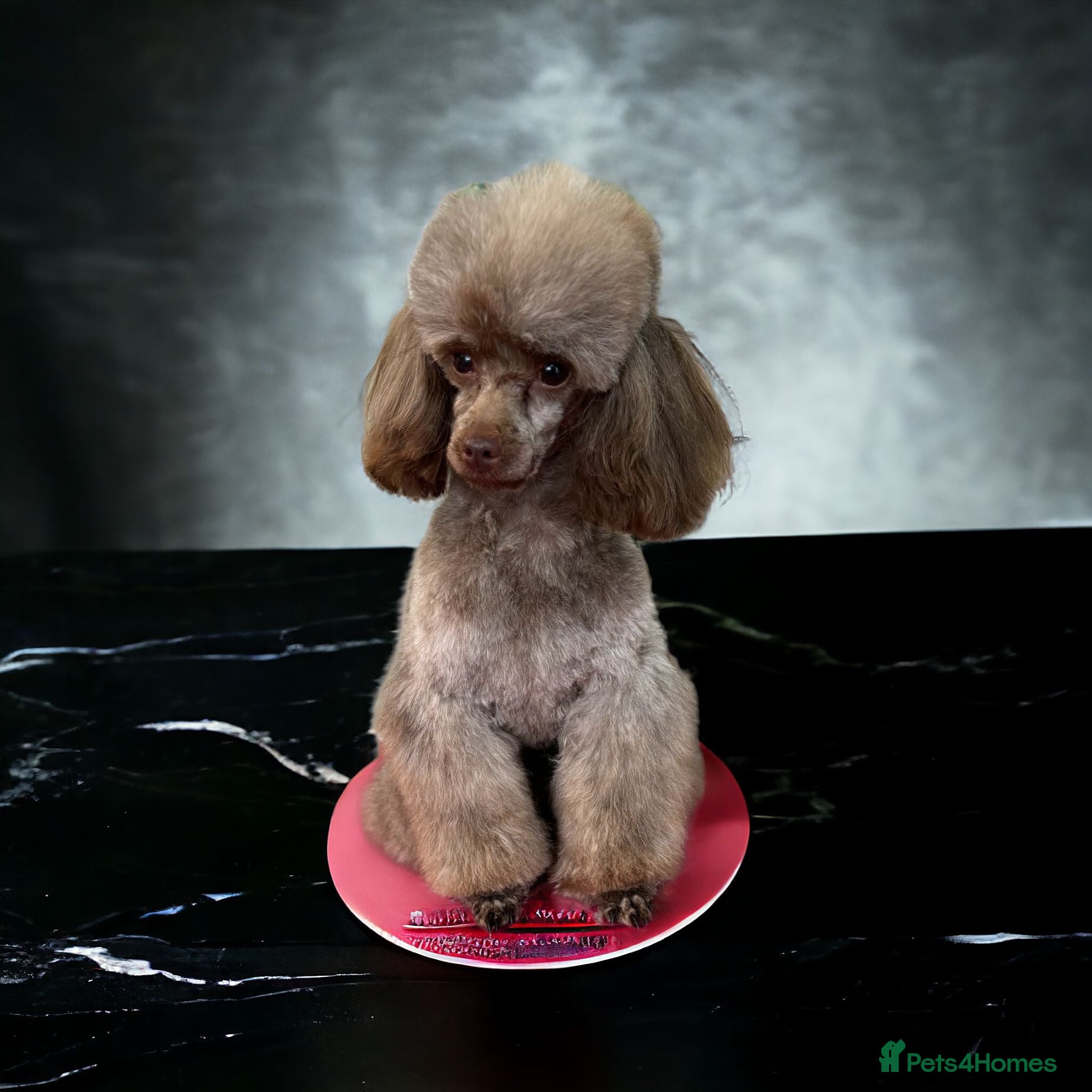 Toy Poodle dogs Stunning Chocolate Toy Poodle  in Stafford - Advert 15
