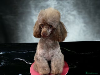 Toy Poodle dogs in Stafford - Advert 41
