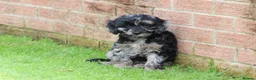 Cockapoo dogs for sale: F1 COCKAPOO PUPPIES FOR SALE - Advert 13